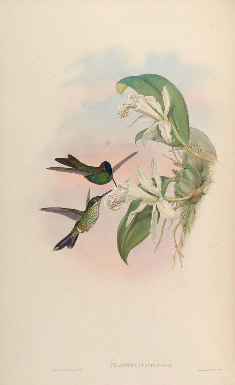Heliodoxa leadbeateri od John Gould