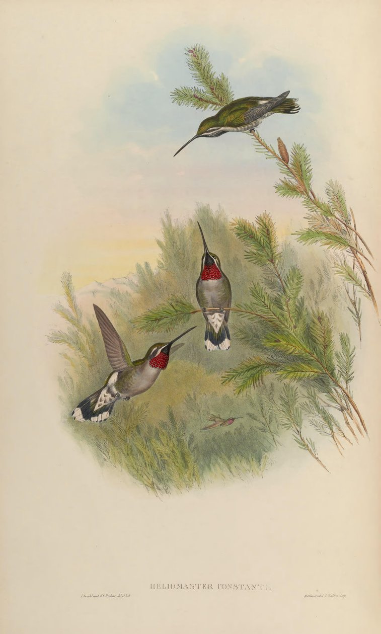 Heliomaster od John Gould