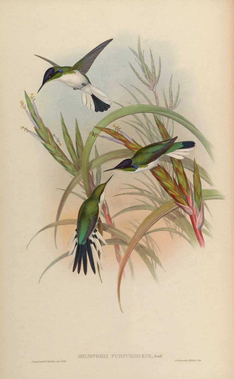 Heliothryx purpureiceps = Heliothryx barroti purpureiceps od John Gould