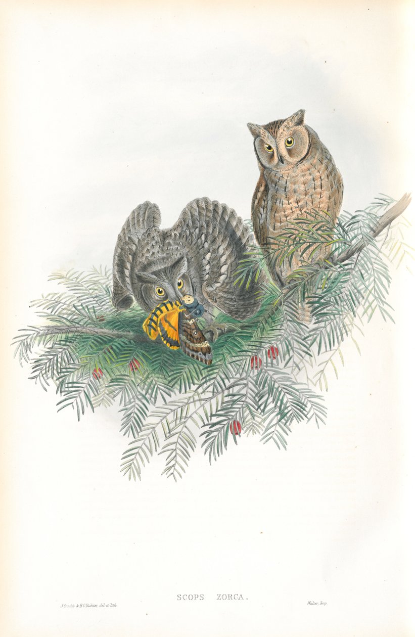 Ilustrace sovy ušaté (Scops Zorca) od John Gould