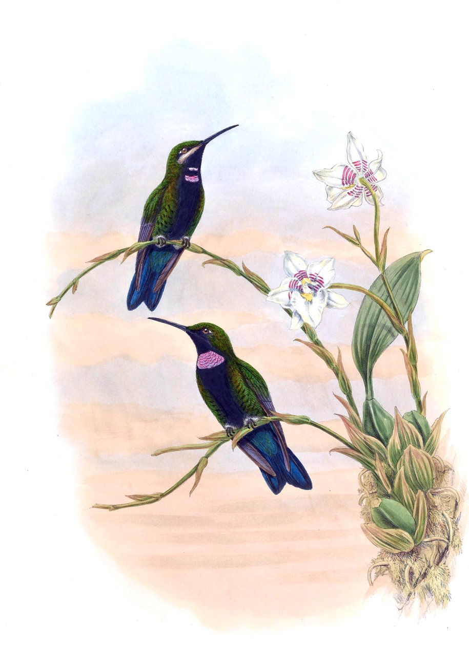 Ionolæma whitelyana = Heliodoxa schreibersii whitelyana od John Gould
