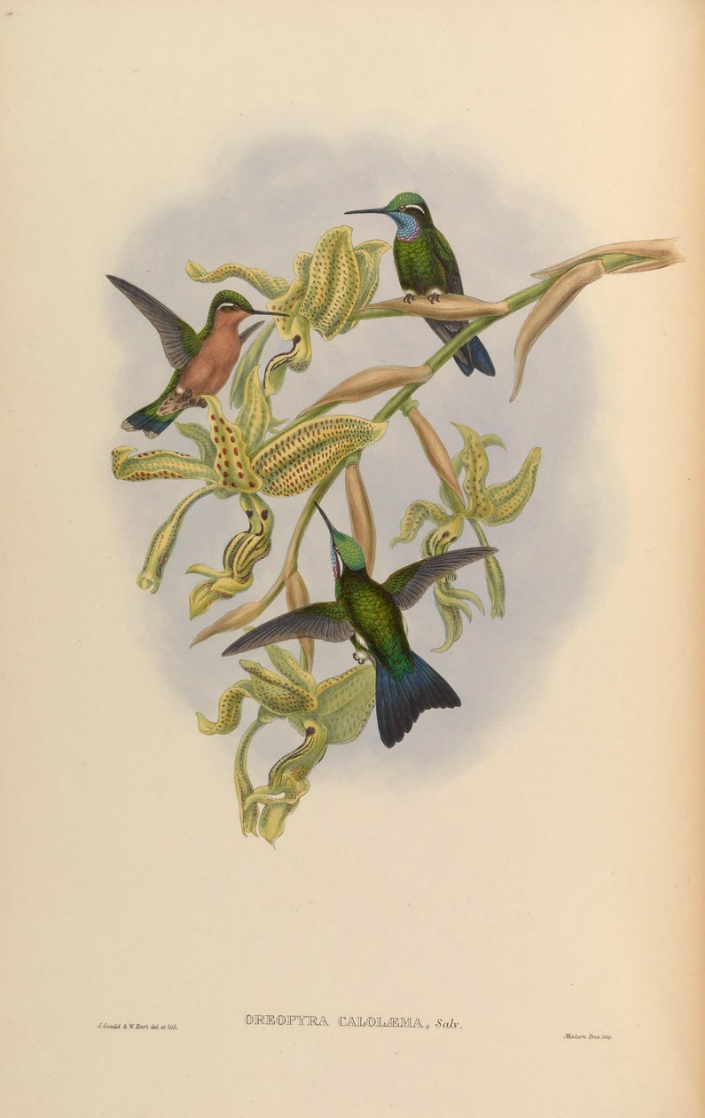 Lampornis kalolaemus od John Gould