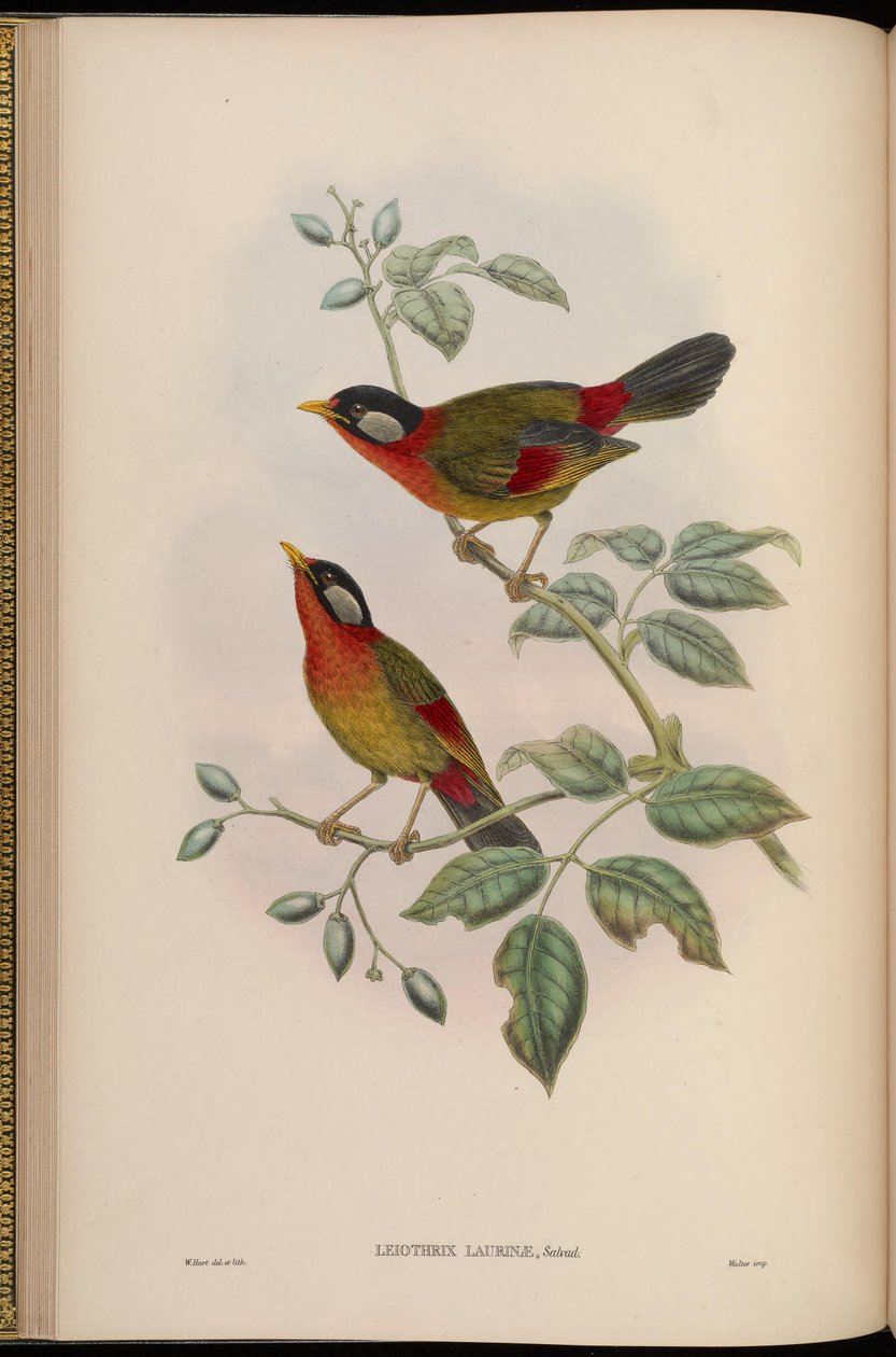 Leiothrix laurinae = Leiothrix argentauris laurinae od John Gould