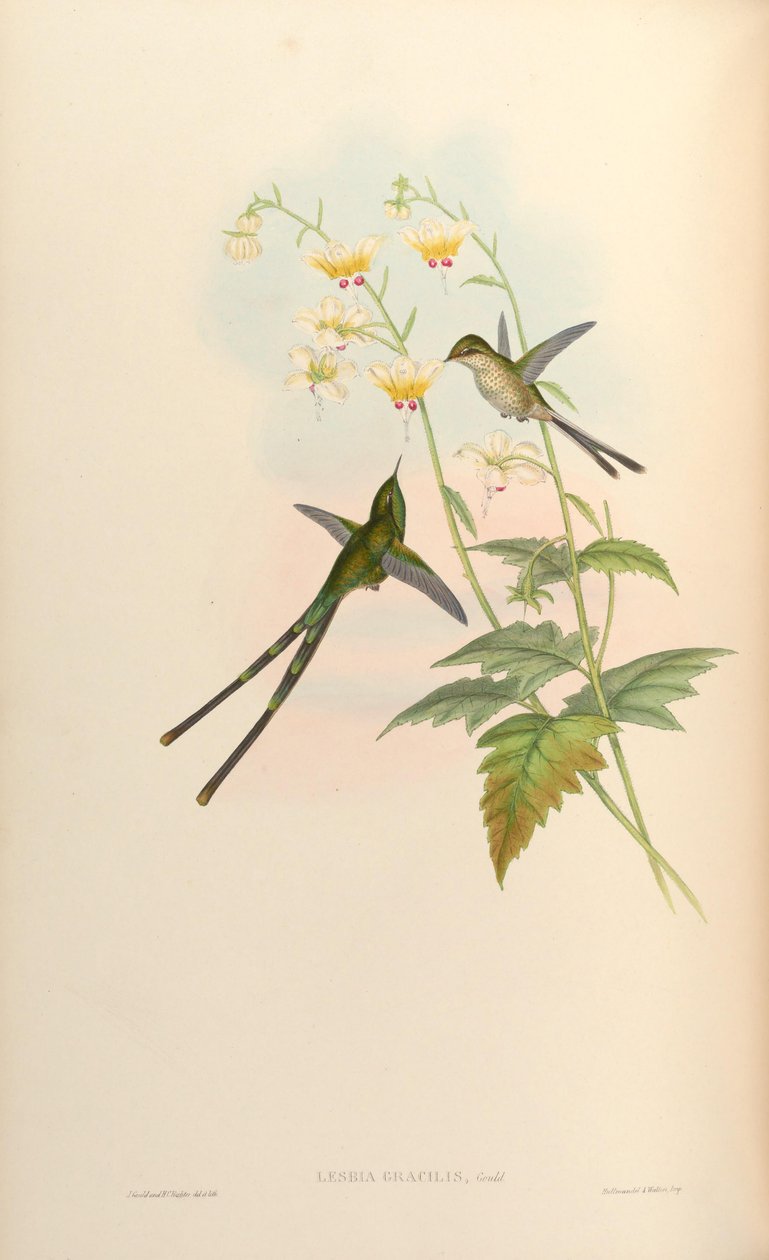 štíhlá Lesbia = štíhlá Lesbia od John Gould