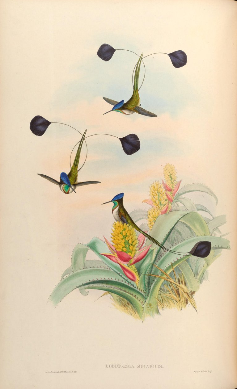 Loddigesia mirabilis od John Gould