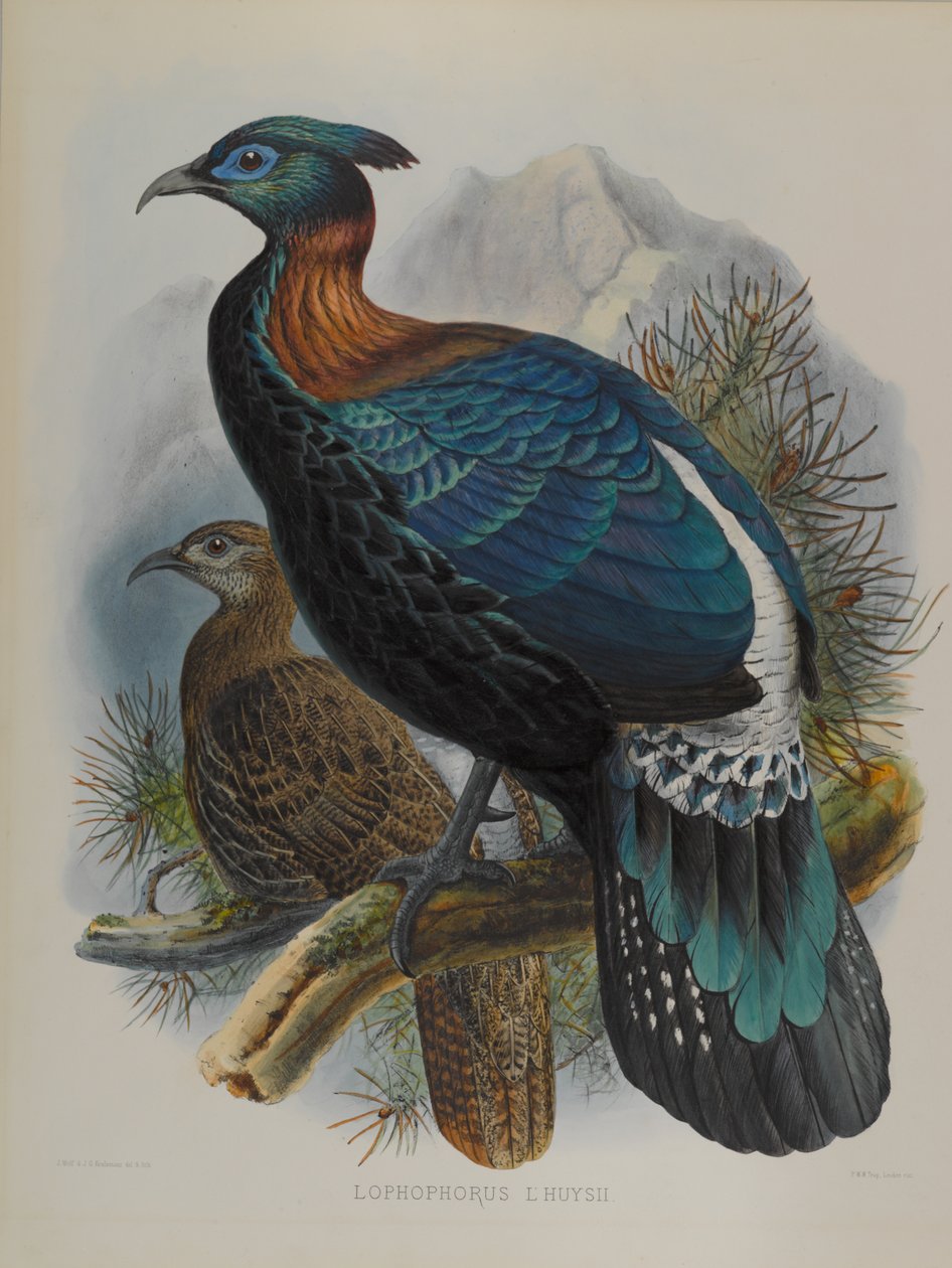 Lophophorus LHuysii od John Gould