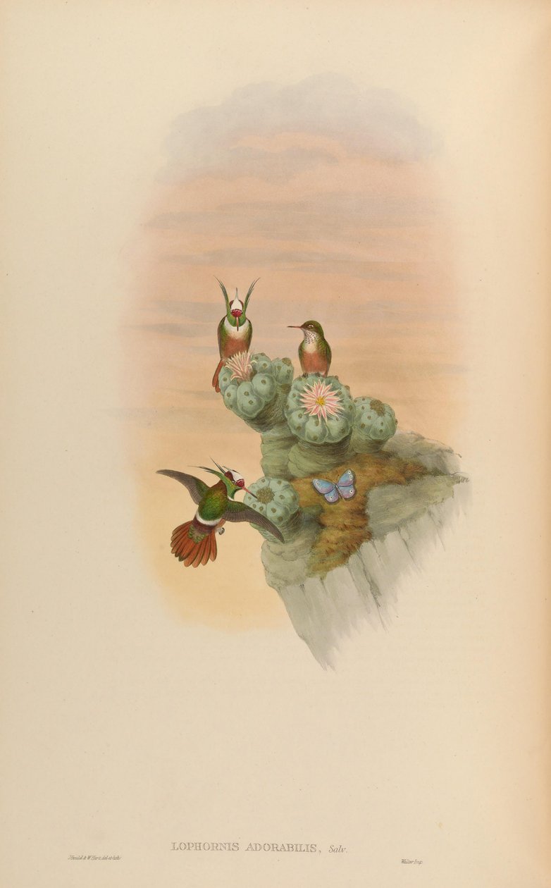 Lophornis adorabilis od John Gould