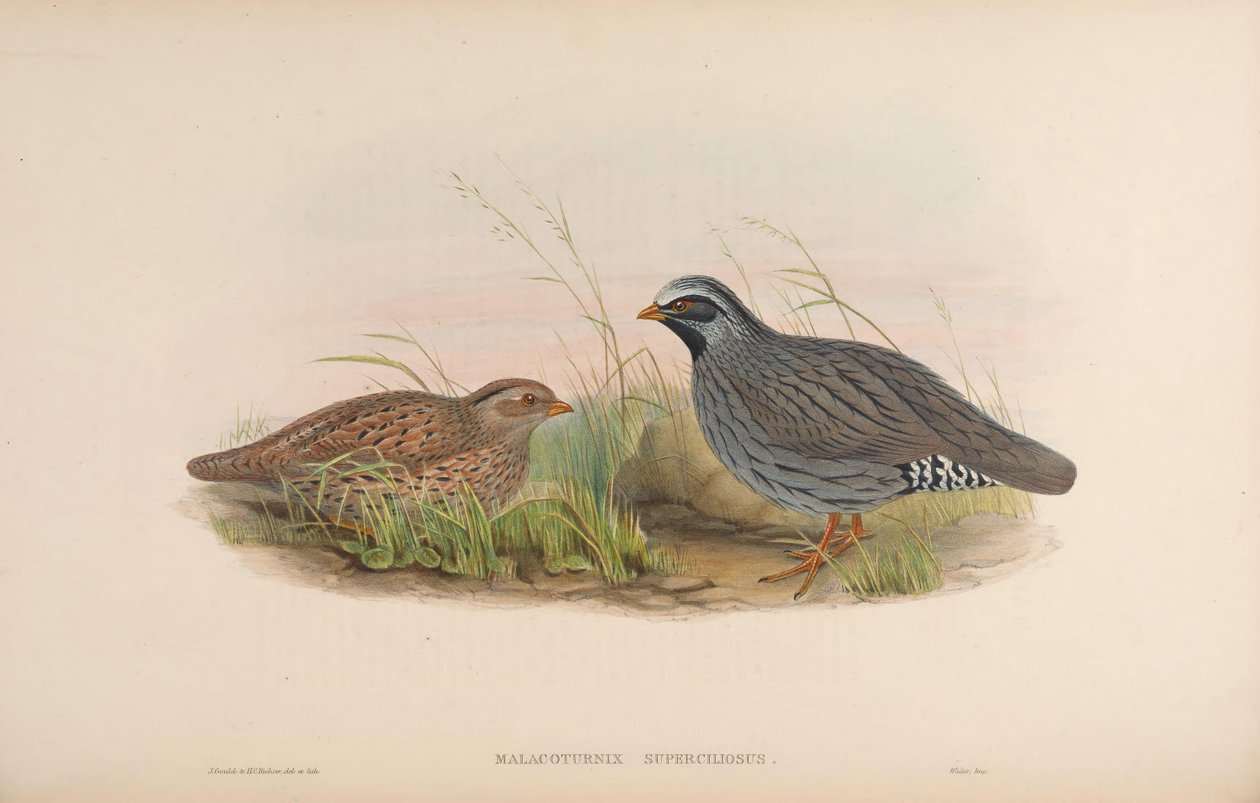 Malacoturnix superciliosus = Ophrysia superciliosa od John Gould