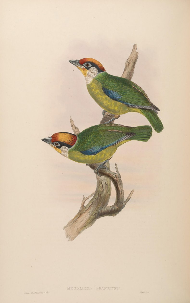Franklin Megalaima = Franklin Megalaima od John Gould
