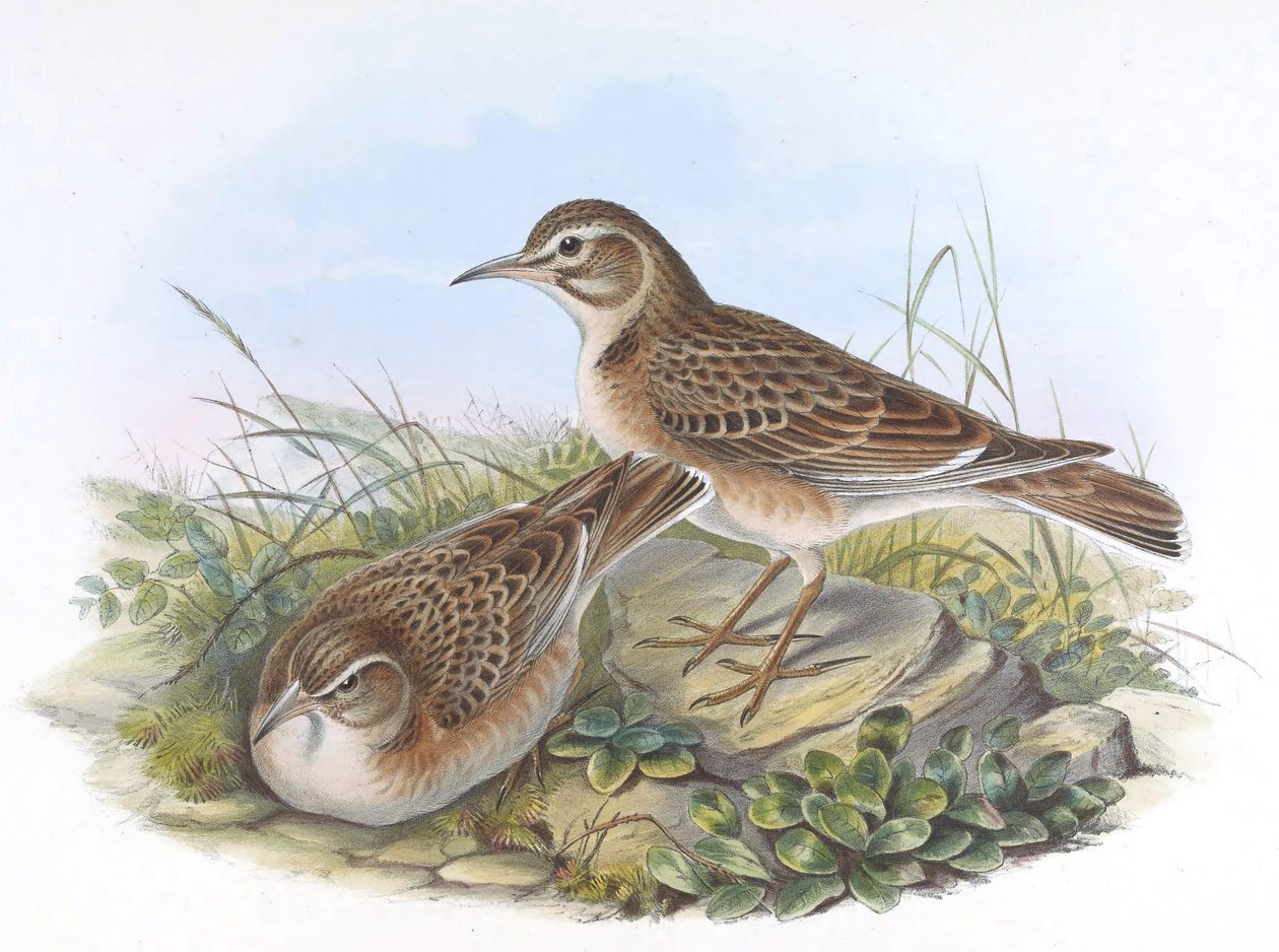 Melanocorypha maxima od John Gould