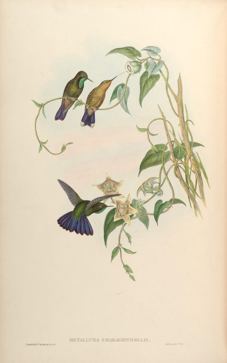Emerald Metallurgy = Metalurgie smaragdového sýra od John Gould