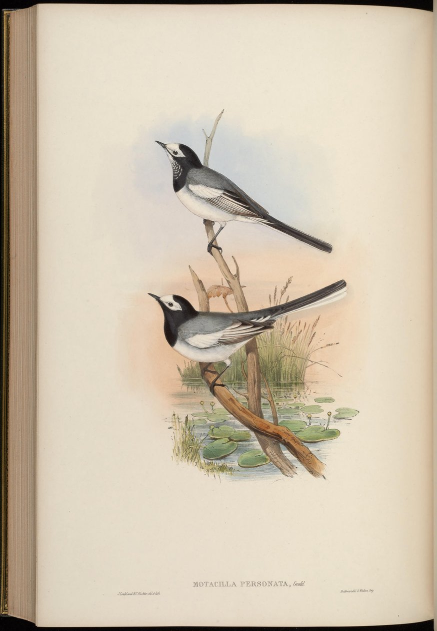 Motacilla personata = Motacilla alba personata od John Gould