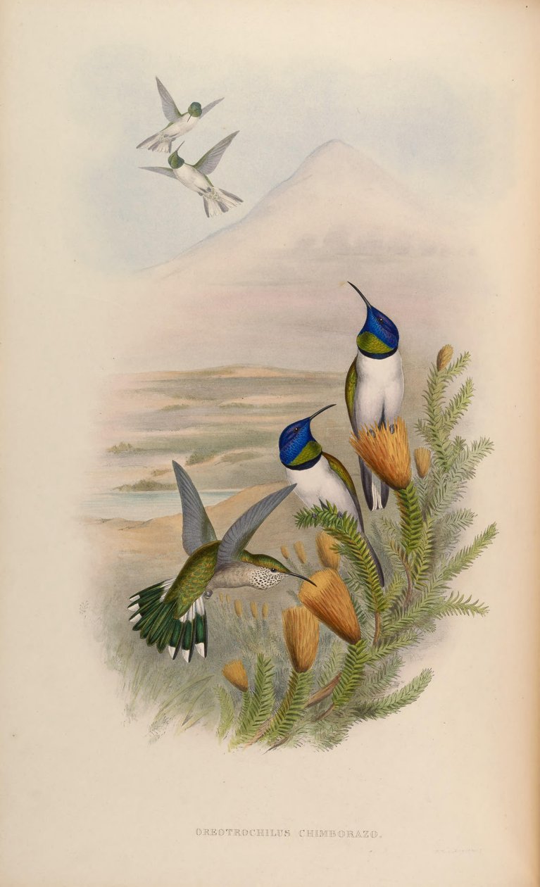 Oreotrochilus chimborazo od John Gould