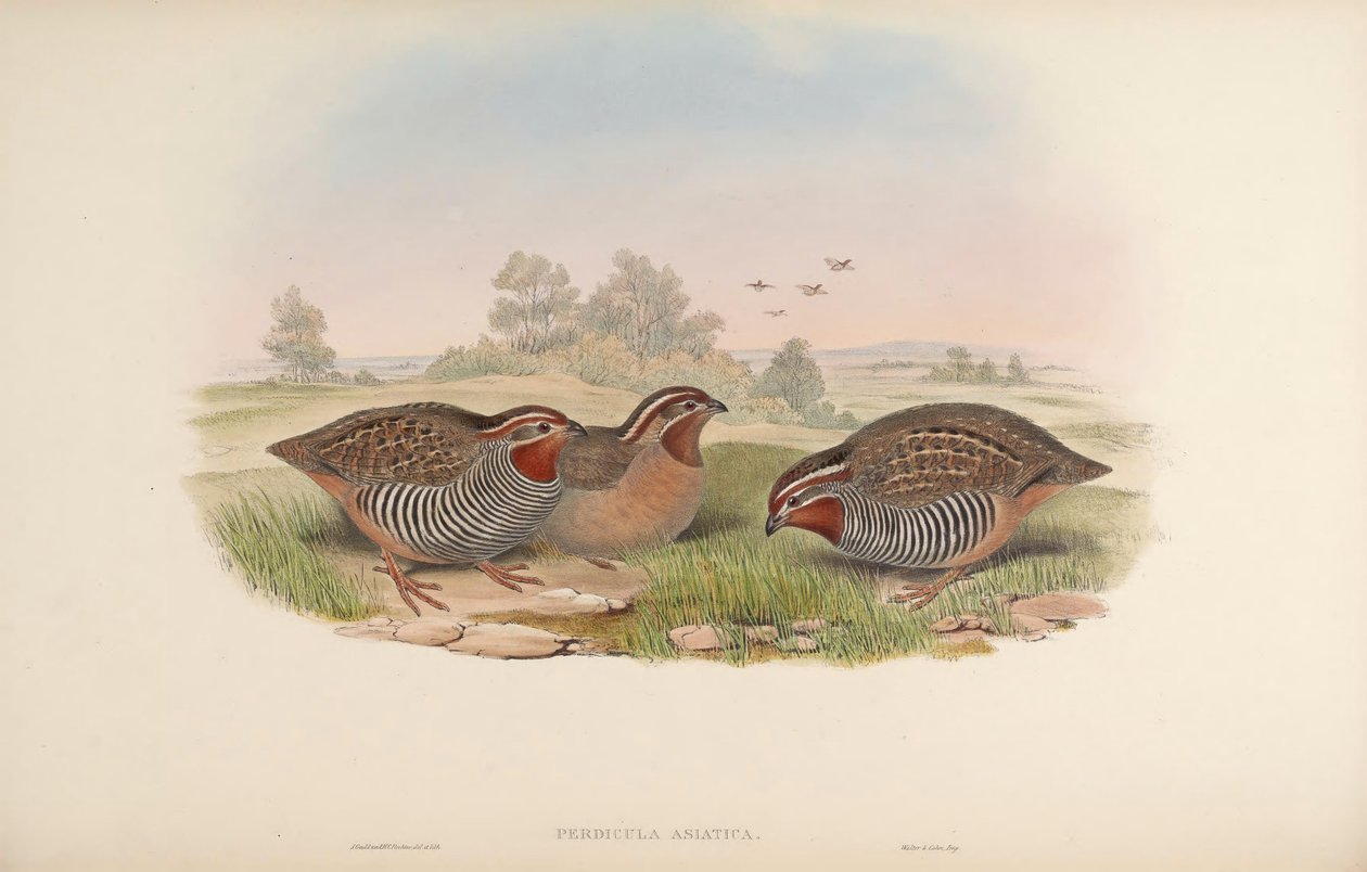 Koroptev asijská od John Gould