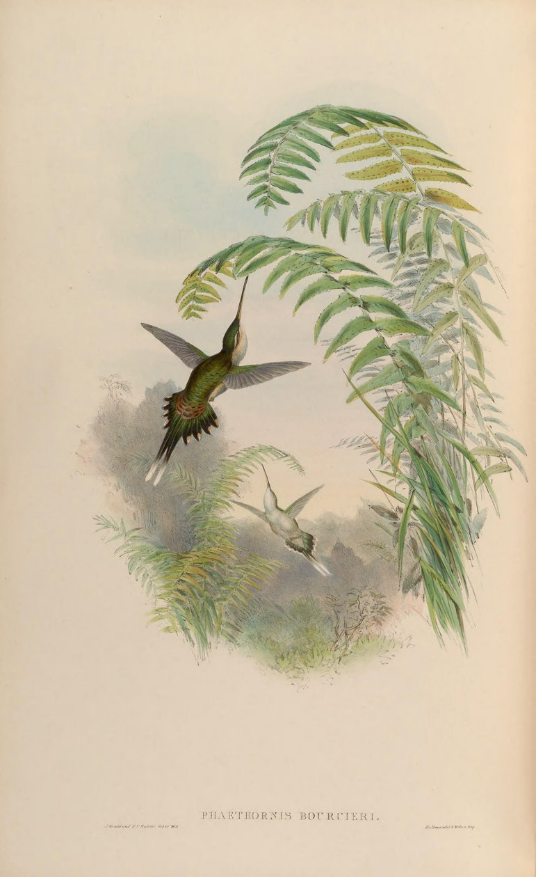 Phaethornis bourcieri od John Gould