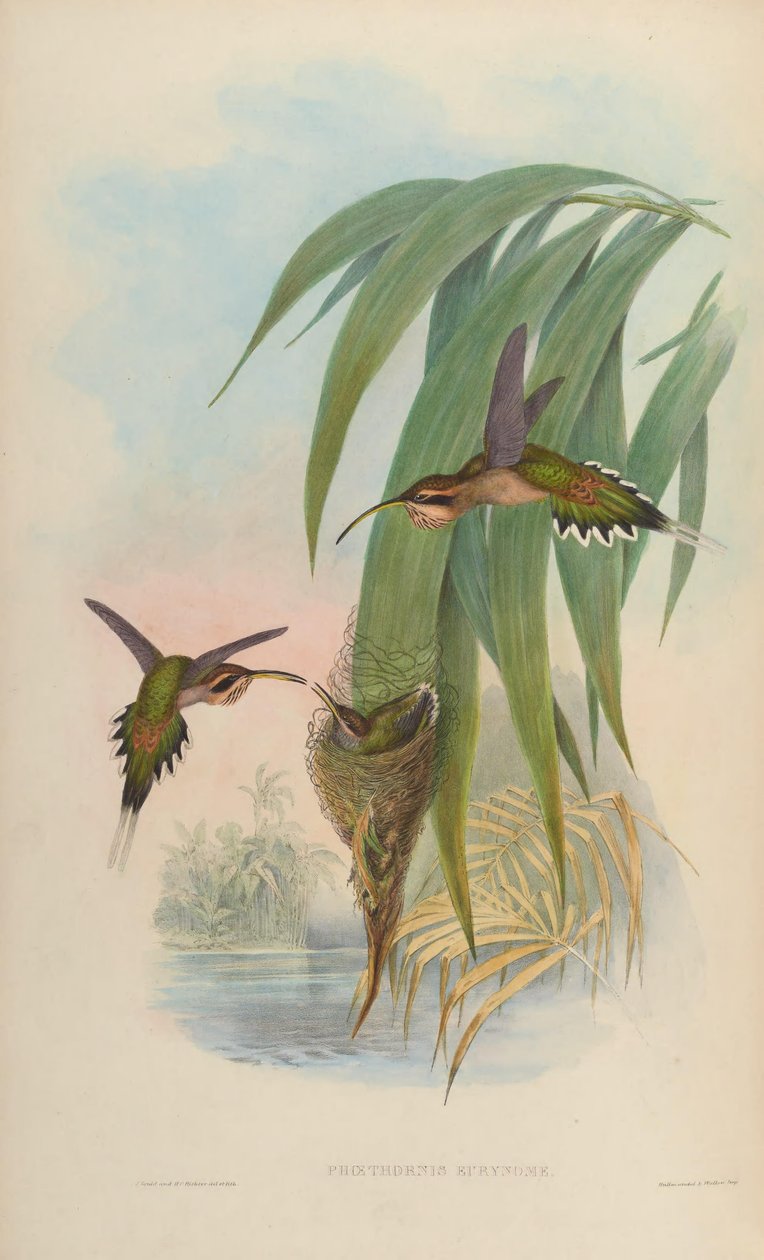 Phaethornis eurynome od John Gould