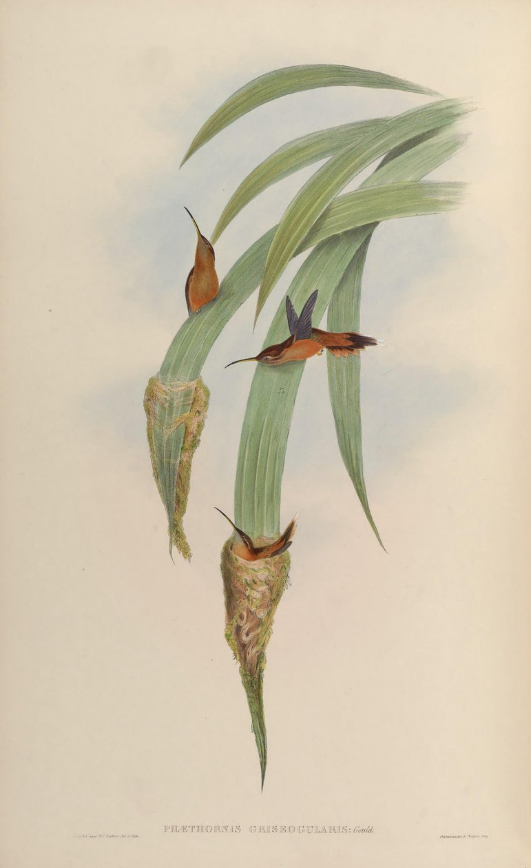 Phaethornis griseogularis od John Gould