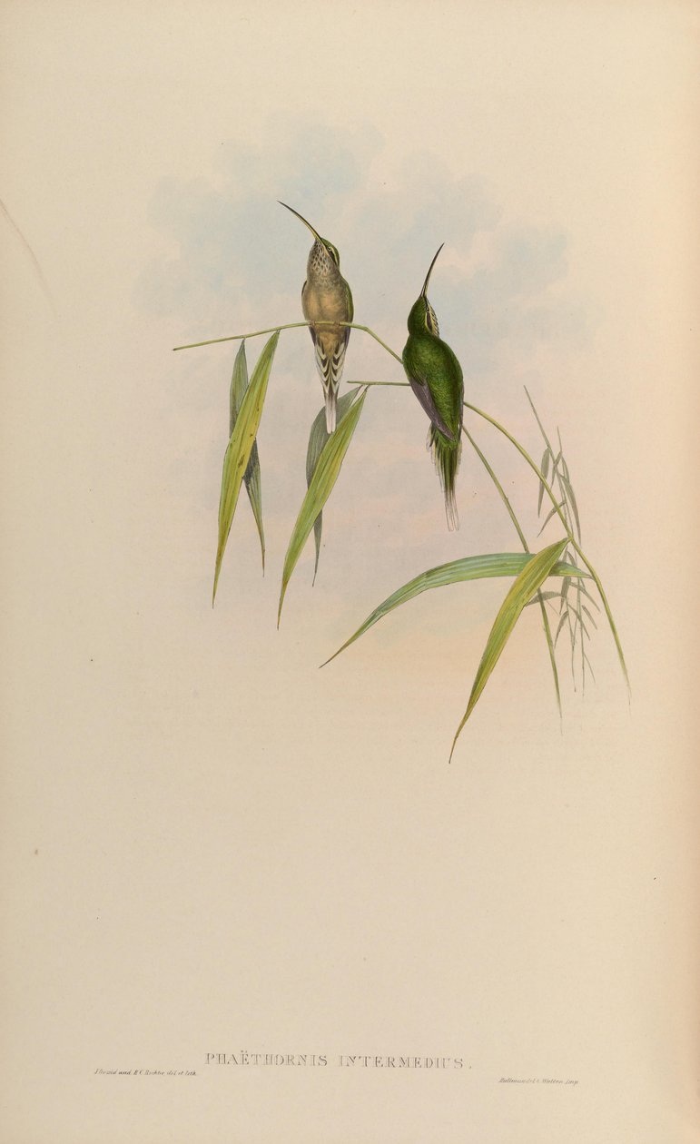 Phaethornis intermedius = Phaethornis squalidus od John Gould