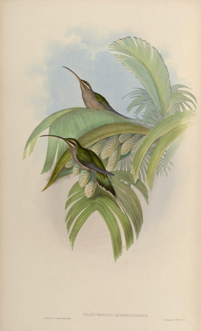 Phaethornis superciliosus od John Gould