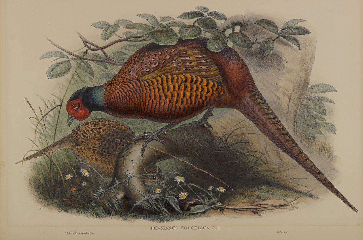 Phasianus Colchicus: Bažant obecný od John Gould