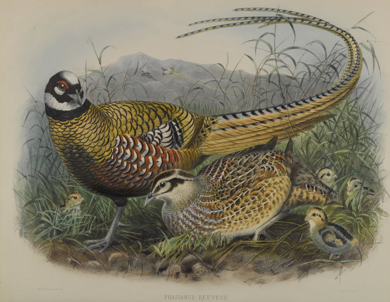 Phasianus Reevesii: Bažant Reeves od Joseph Smit