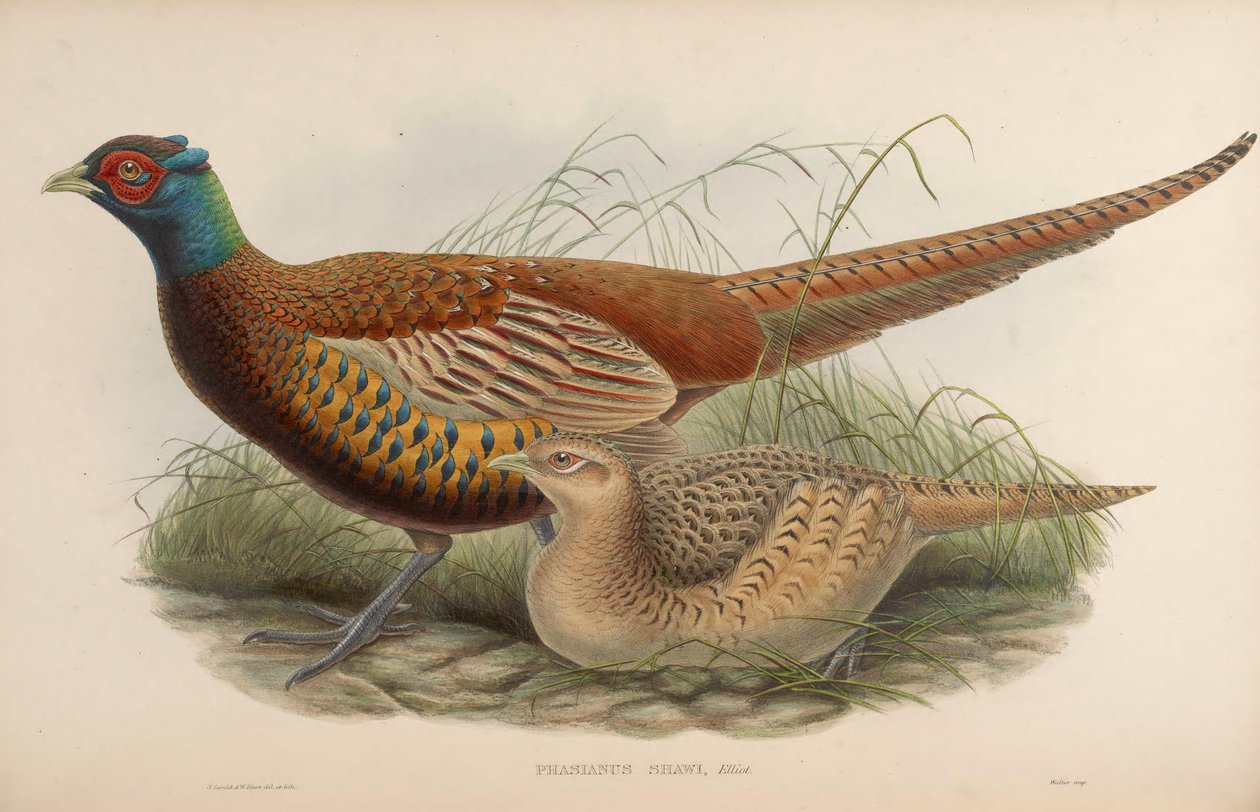 Phasianus shawii = Phasianus colchicus shawii od John Gould