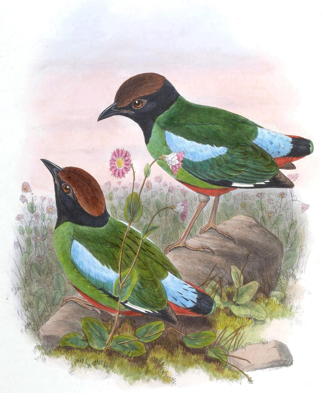 Pitta cucullata = Pitta sordida cucullata od John Gould