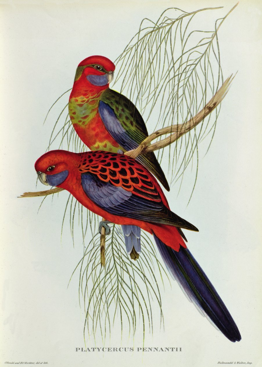 Platycercus Pennantii od John Gould