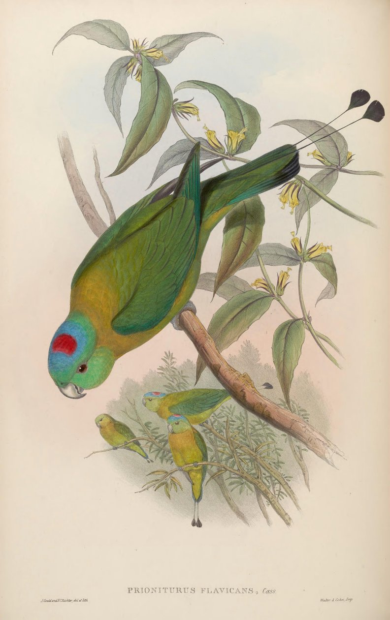 Prioniurus flavicans od John Gould