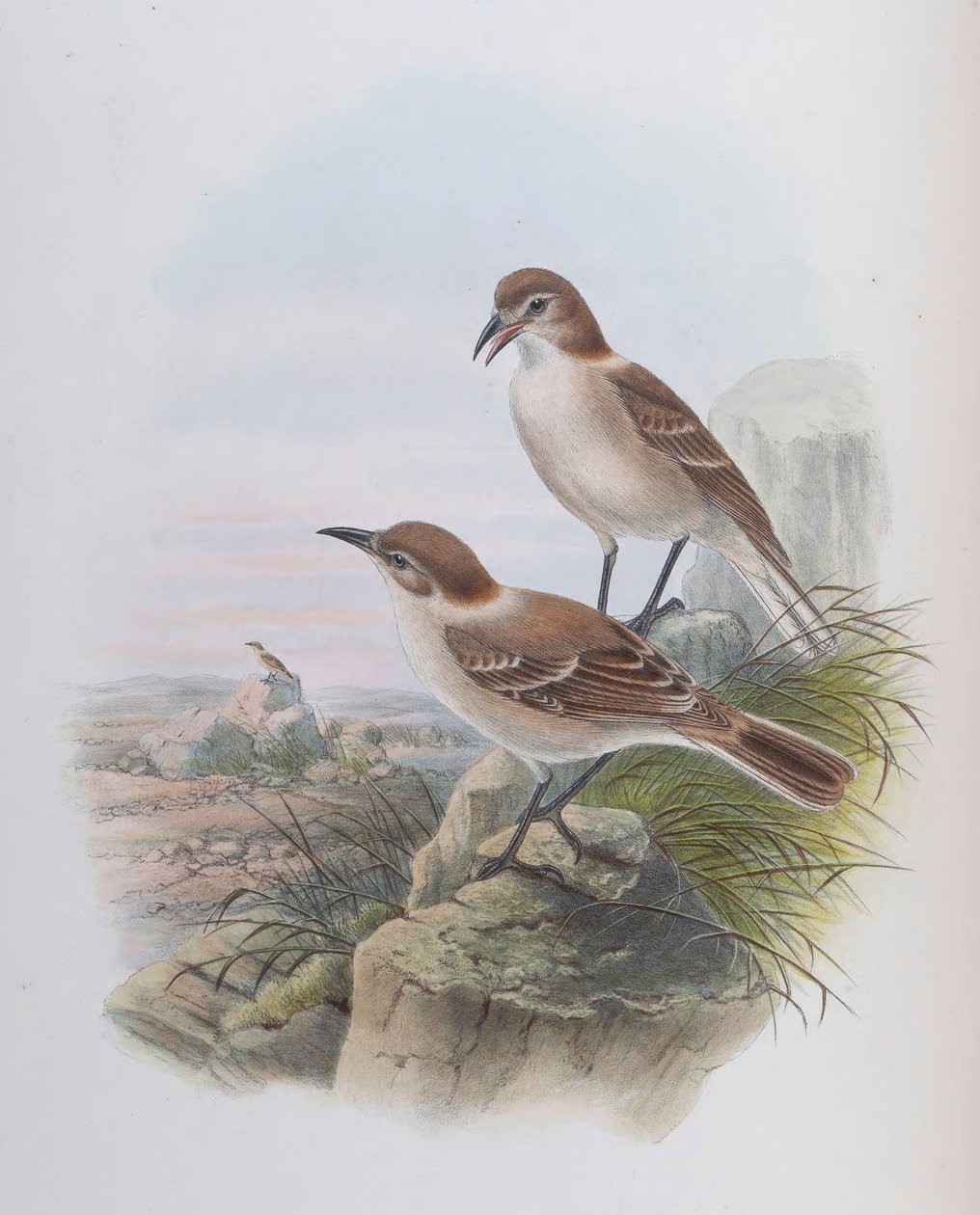 (syn. Parus low) od John Gould