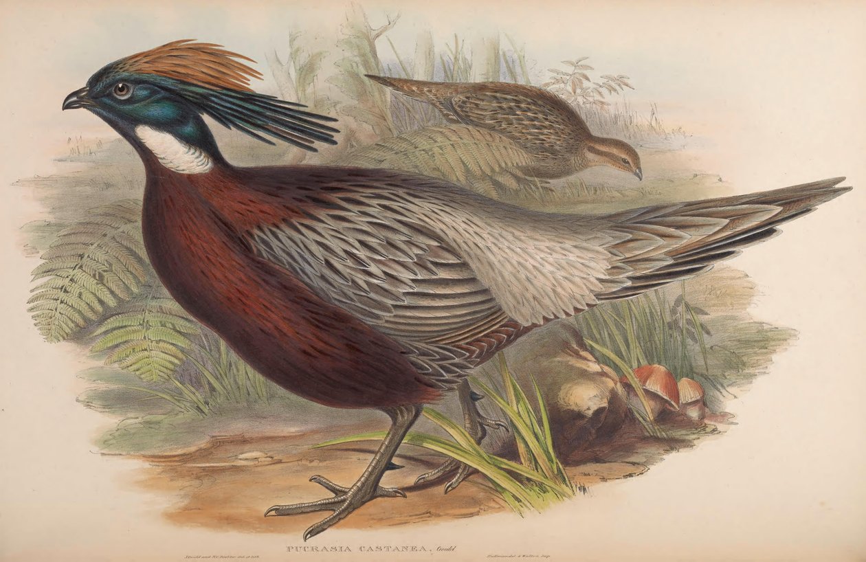 Pucrasia macrolopha od John Gould
