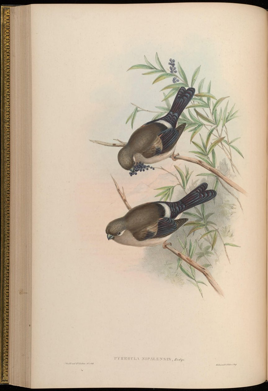 Pyrrhula nipalensis od John Gould