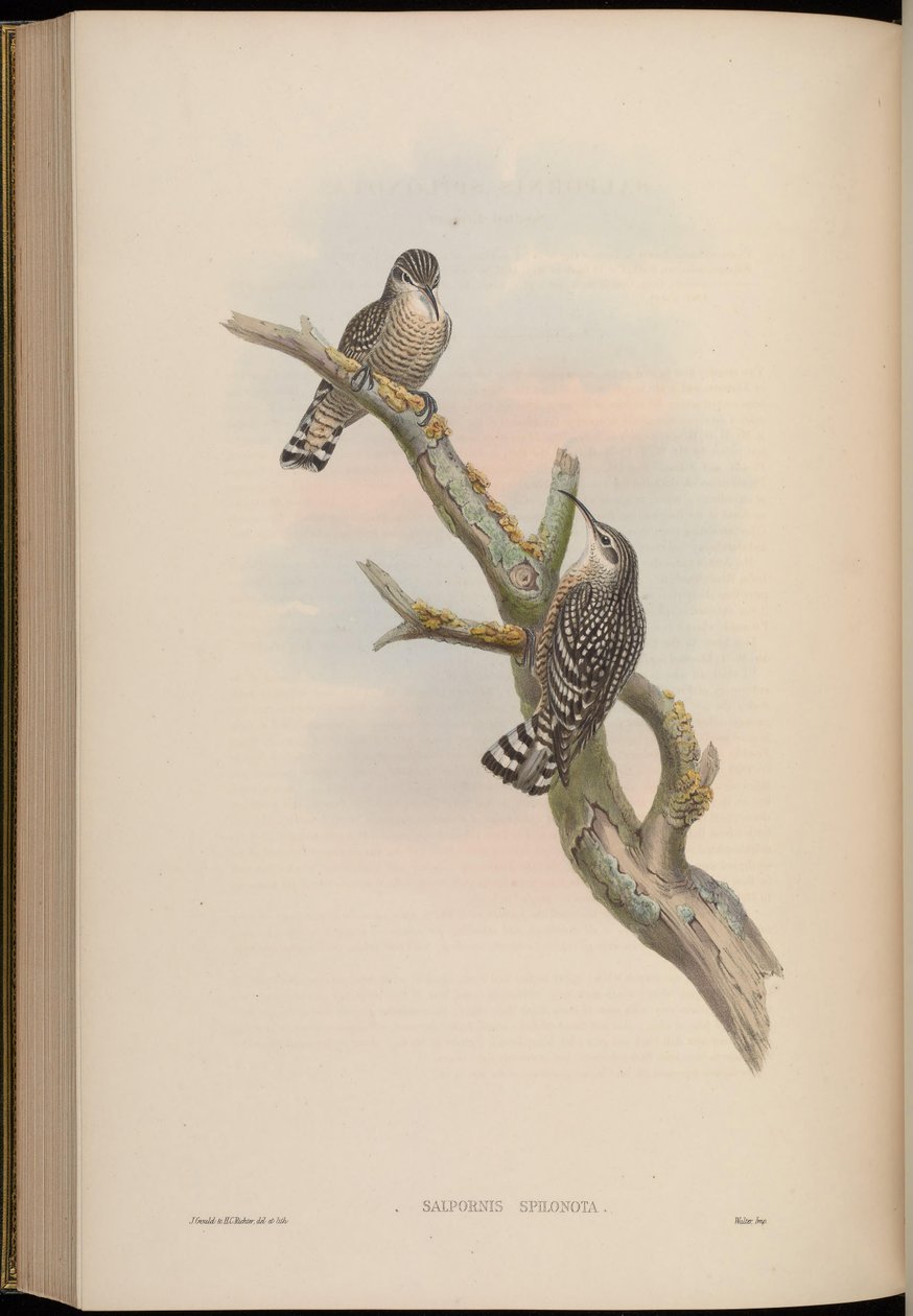 Salpornis spilonotus od John Gould