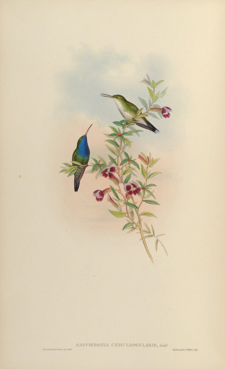 Sapphironia caeruleogularis = Lepidopyga caeruleogularis od John Gould