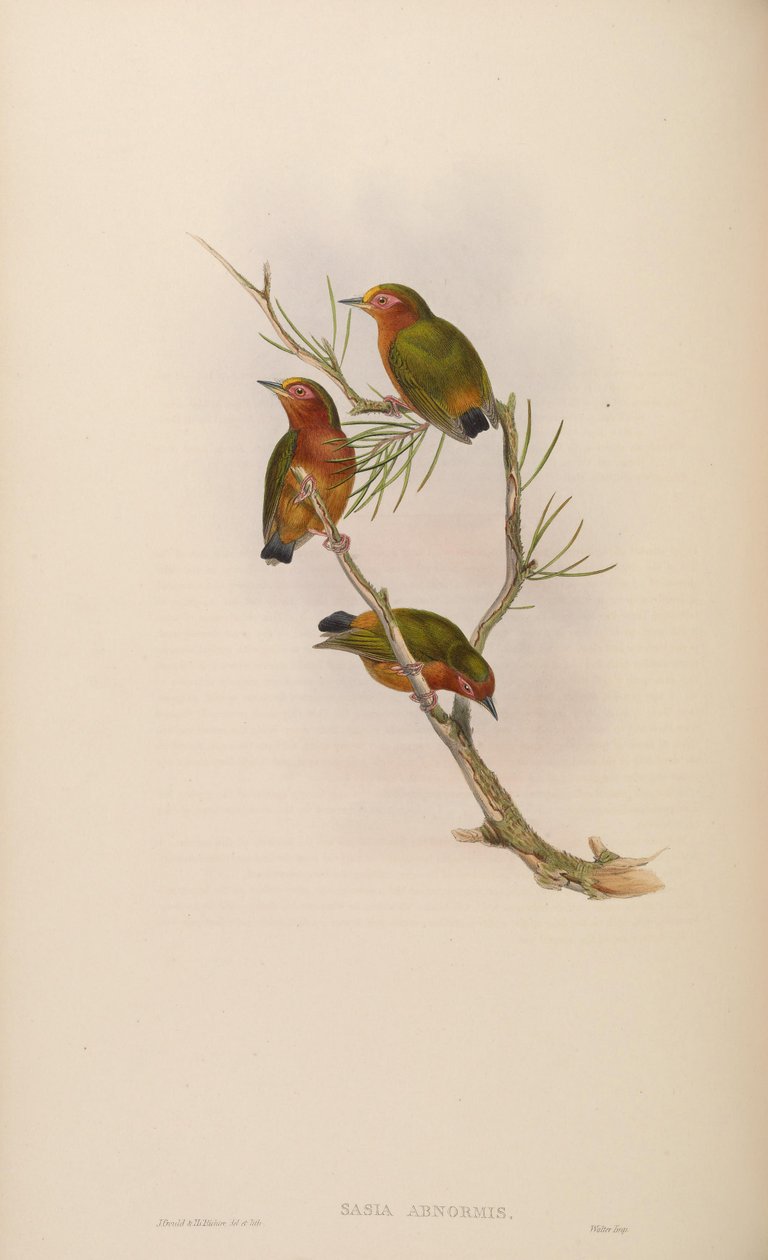 Sasia Abnormis od John Gould