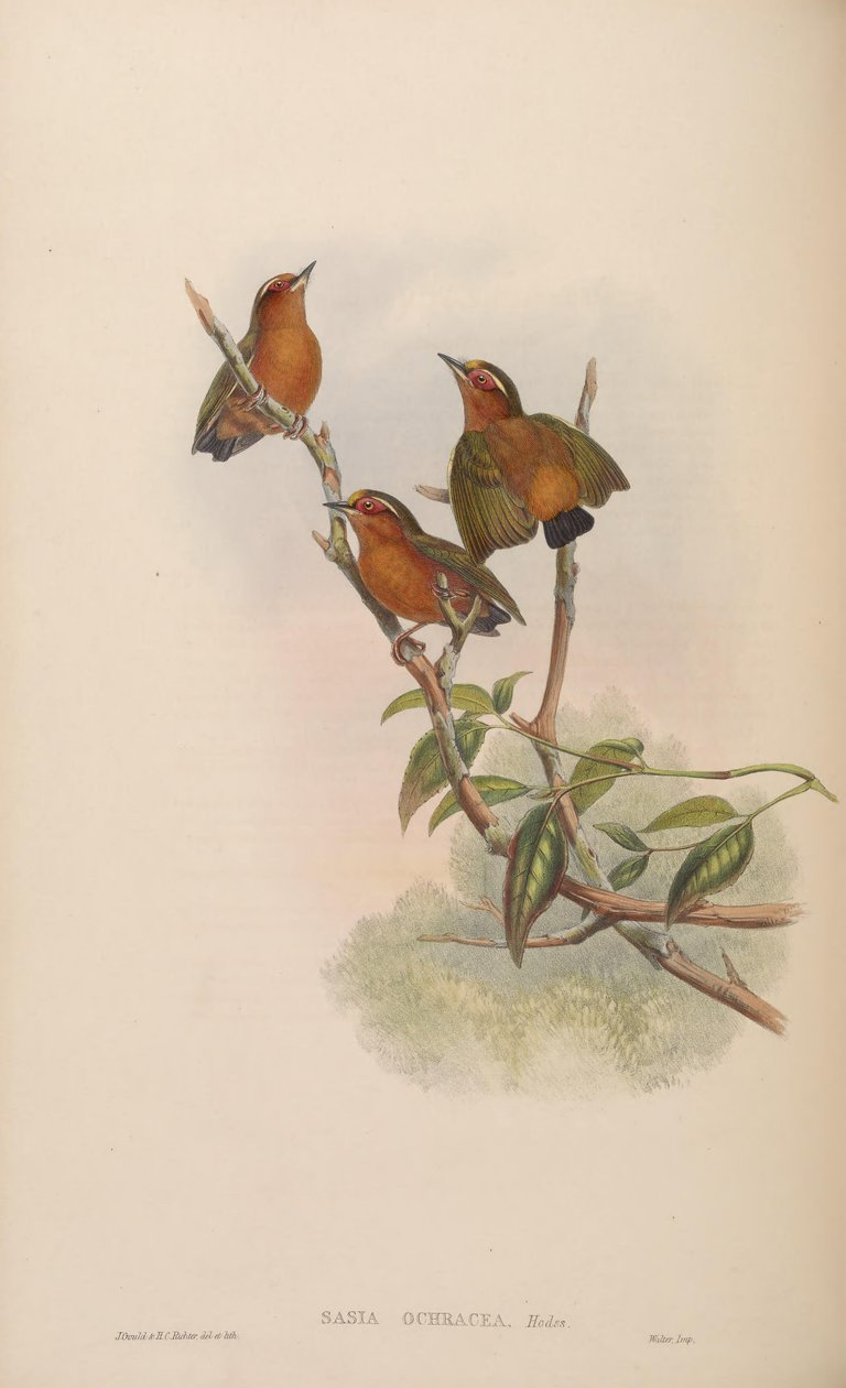 Sasia ochracea od John Gould