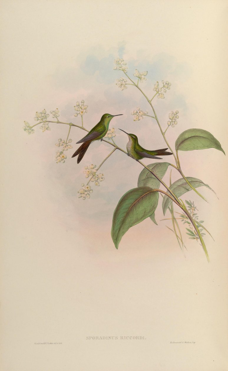 Sporadinus riccordii = Chlorostilbon riccordii od John Gould