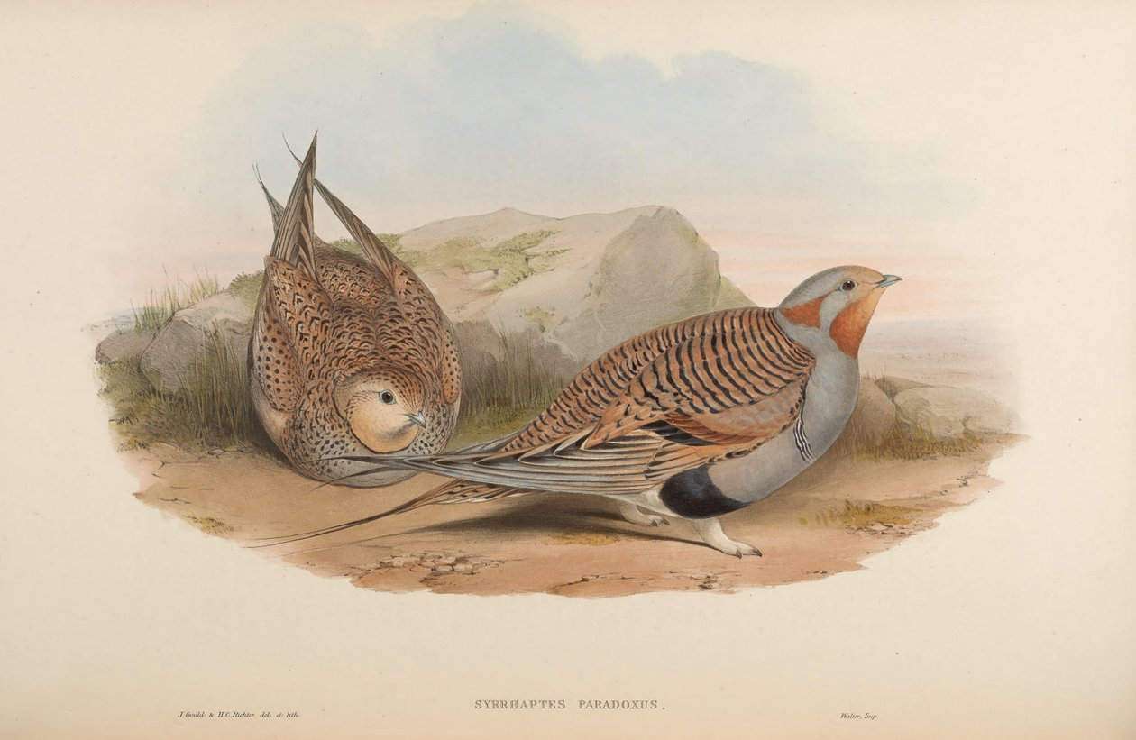 Syrrhaptes paradoxus od John Gould