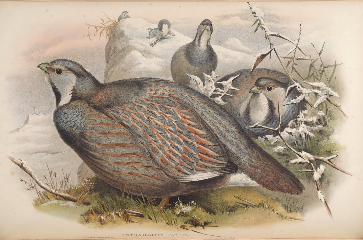 Tetraogallus caspius od John Gould