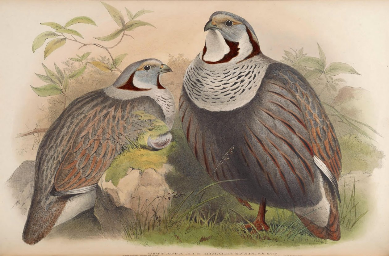Tetraogallus himalayensis od John Gould