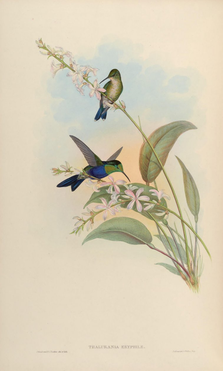 Thalurania eryphile = Thalurania furcata eriphile od John Gould