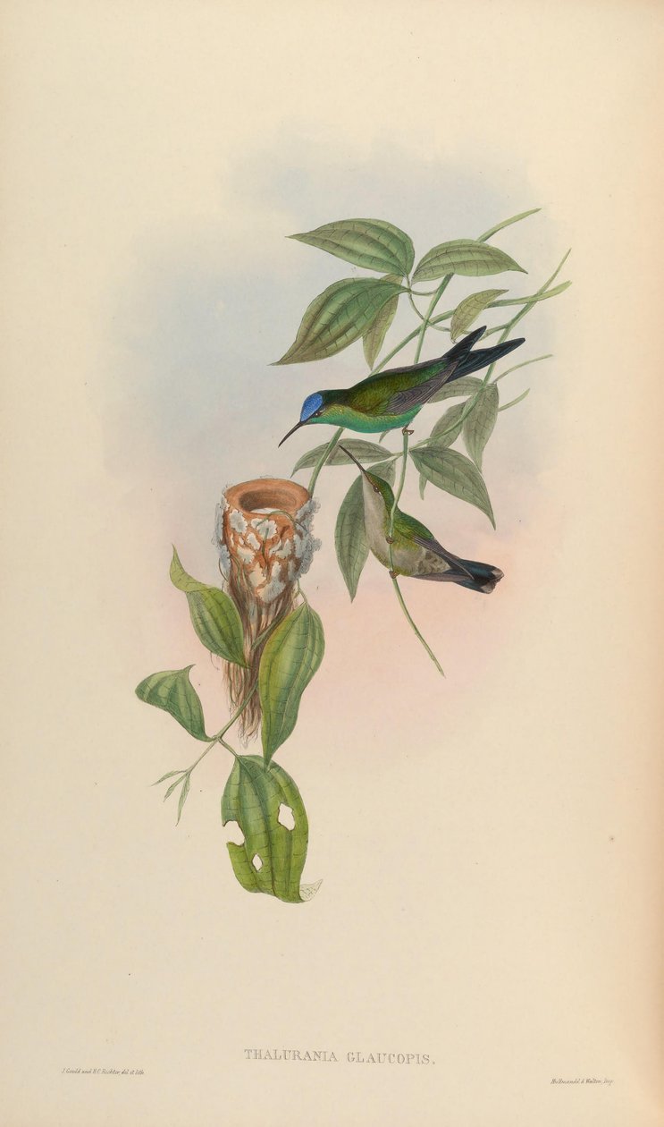 Thalurania glaucopis od John Gould
