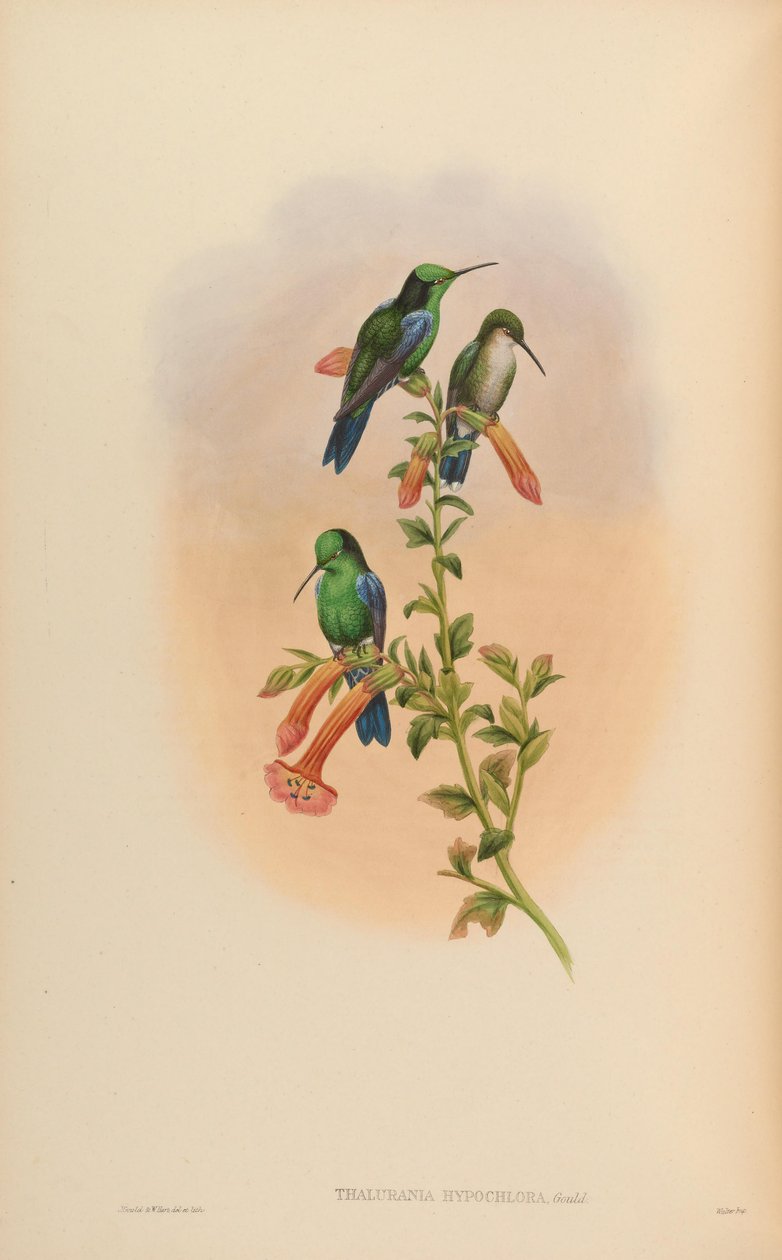 Thalurania hypochlora = Thalurania fannyi hypochlora od John Gould