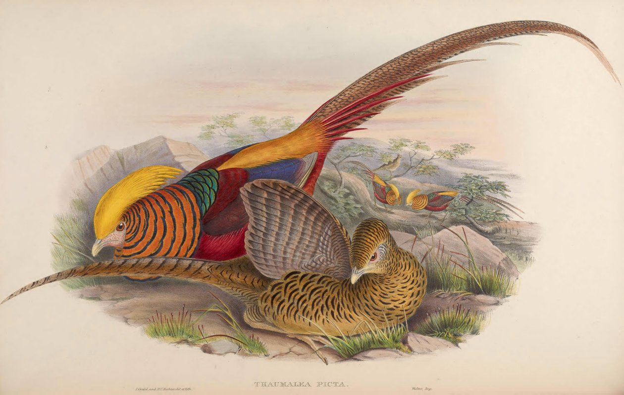 Thaumalea picta = Chrysolophus pictus od John Gould