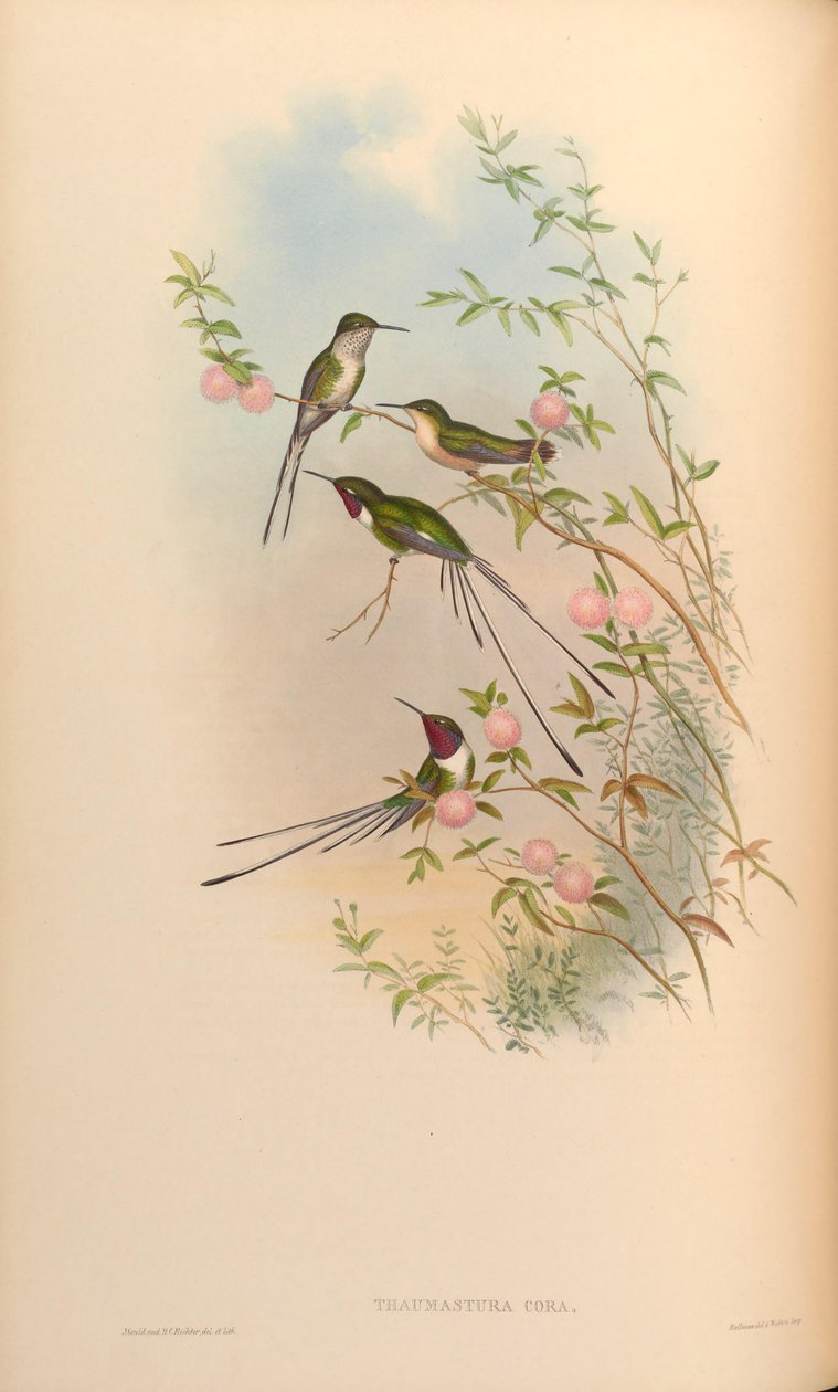 Thaumastura zrudne od John Gould