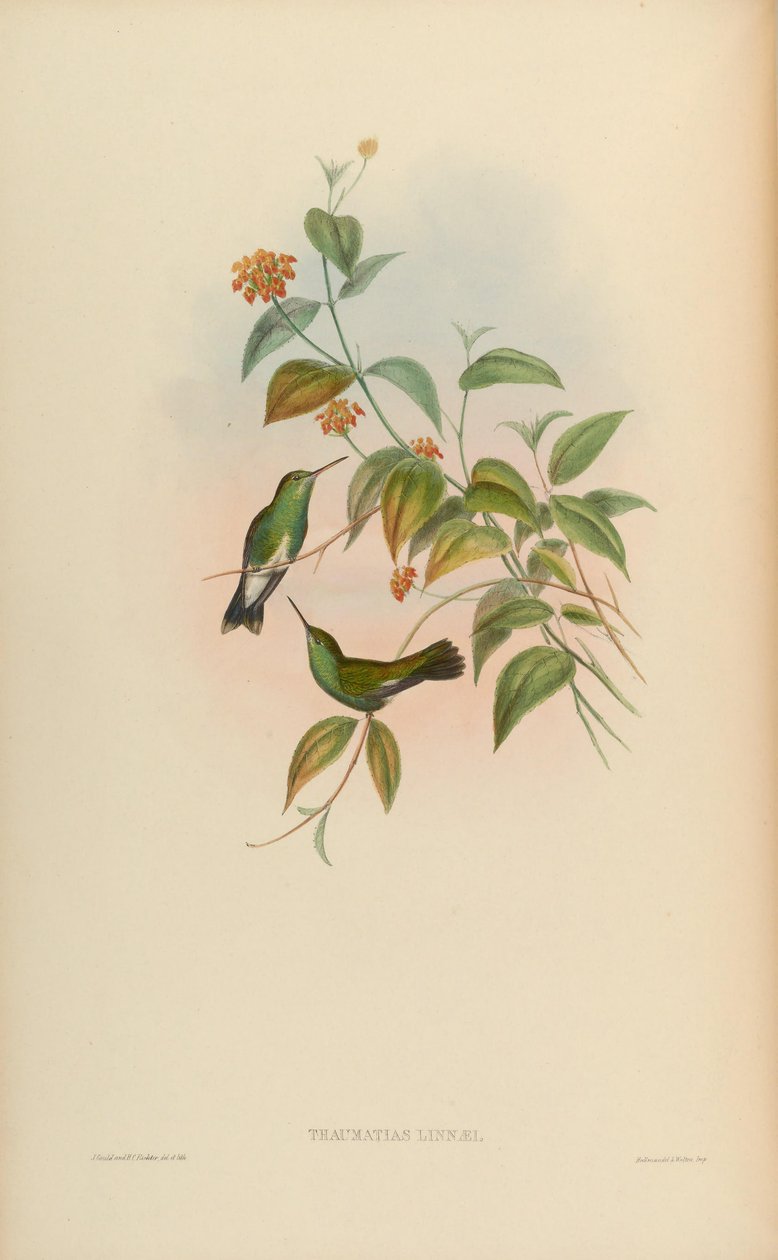 Thaumatias linnaei = Amazillia fimbriata fimbriata od John Gould
