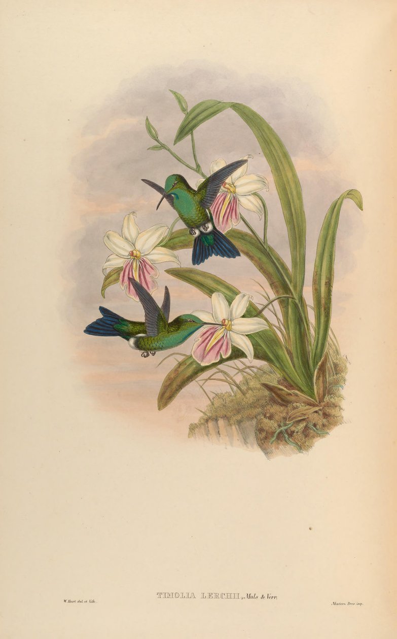 Timolia lerchi = Thalurania furcata x Chrysuronia oenone? od John Gould