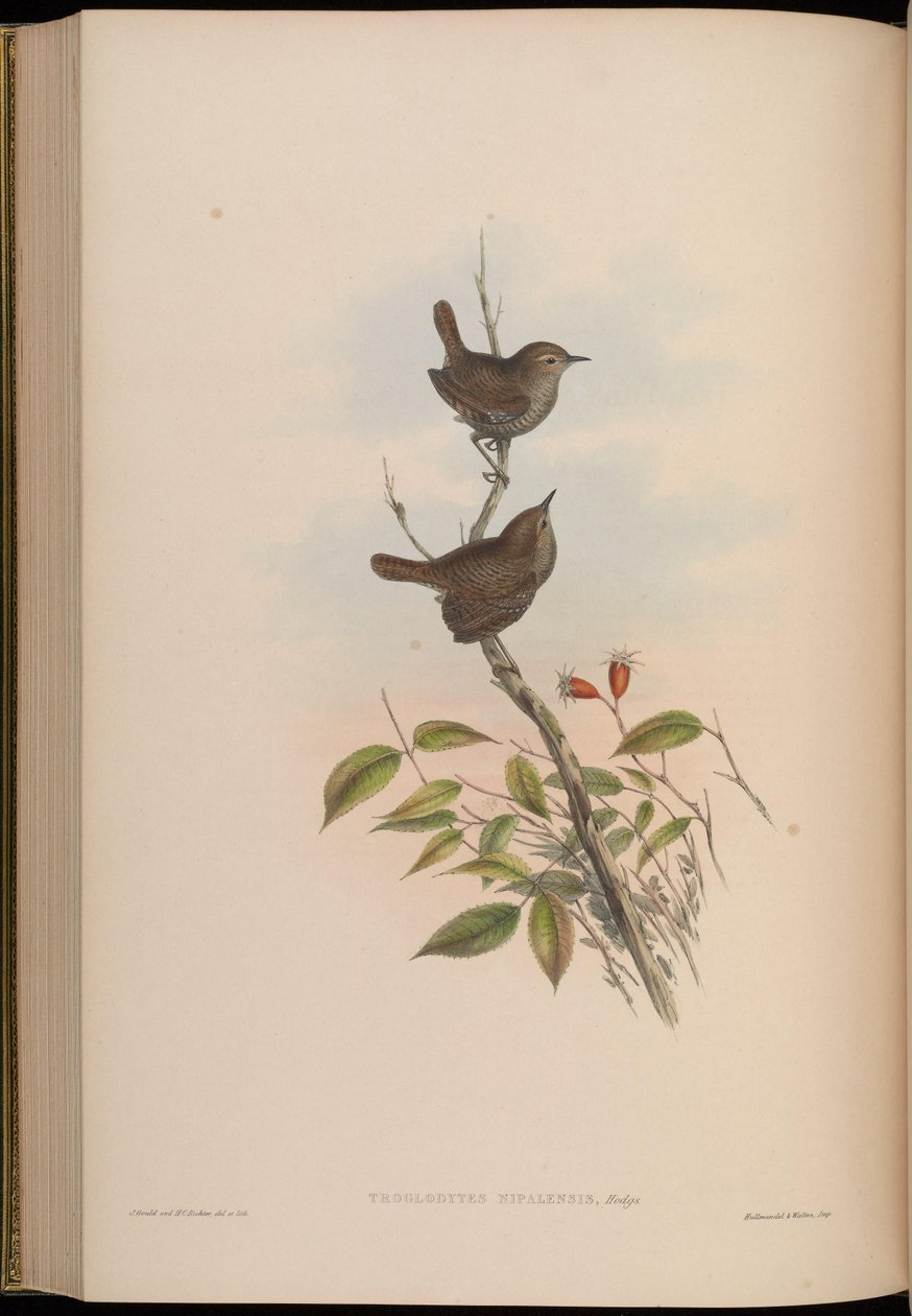 Troglodytes nipalensis = Troglodytes troglodytes nipalensis od John Gould
