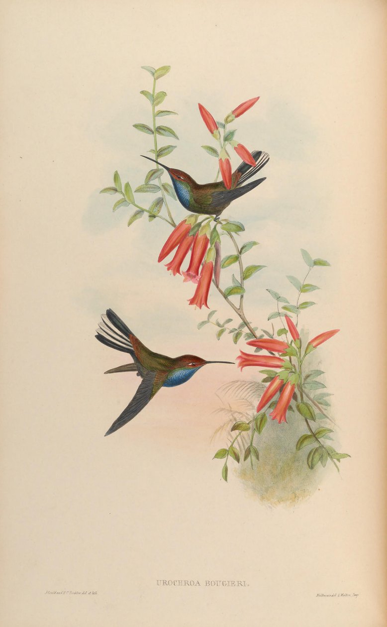 Urochroa bougueri od John Gould