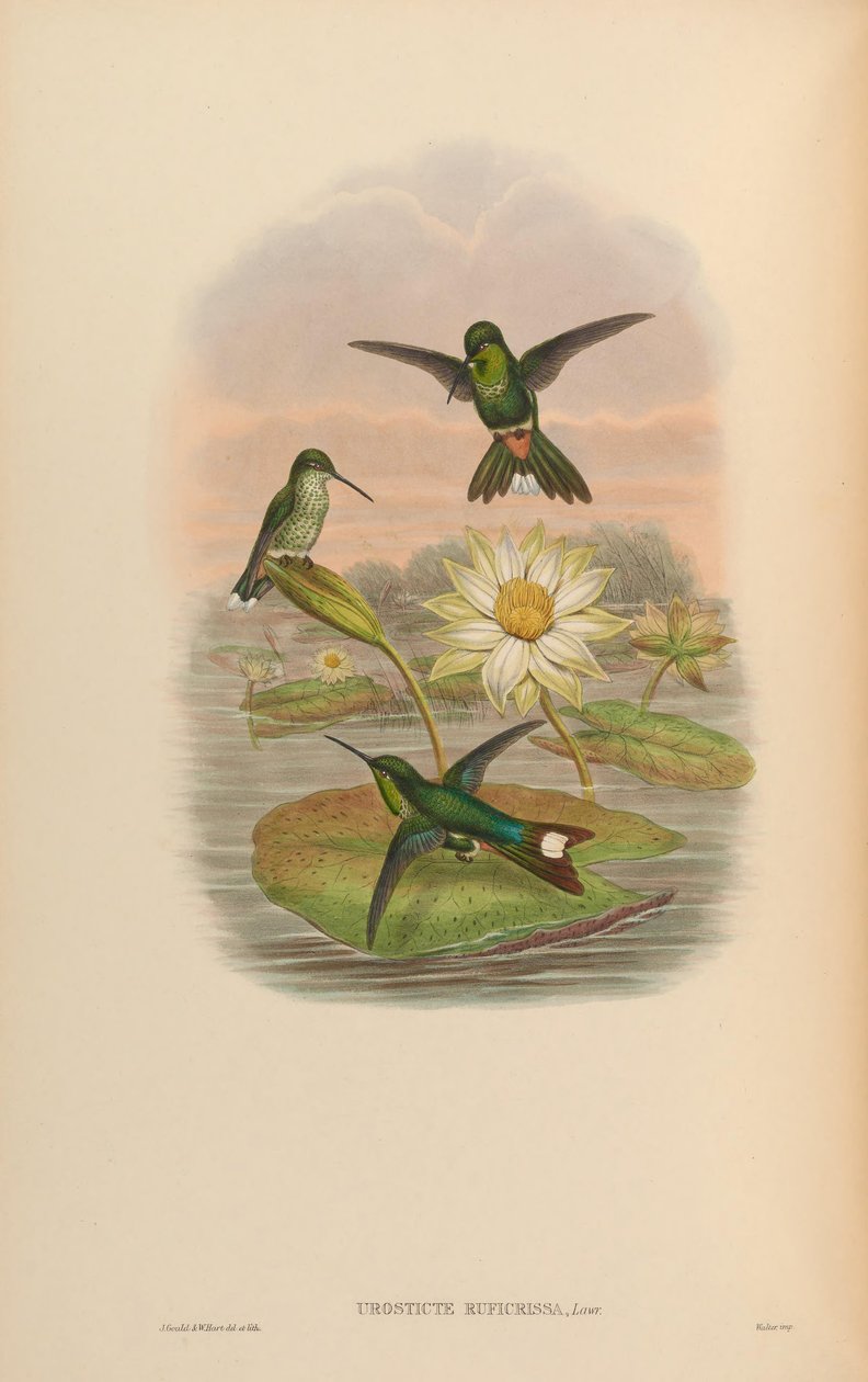 Urosticte ruficrissa od John Gould